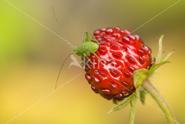 Struiksprinkhaan (Leptophyes punctatissima)