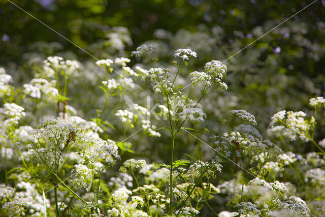 Fluitekruid (Anthriscus sylvestris)