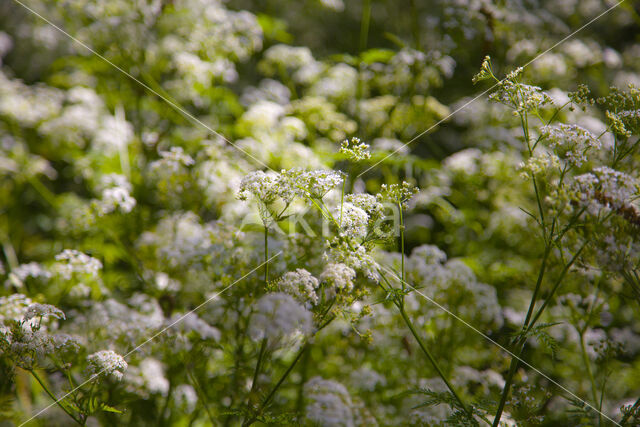 Fluitekruid (Anthriscus sylvestris)