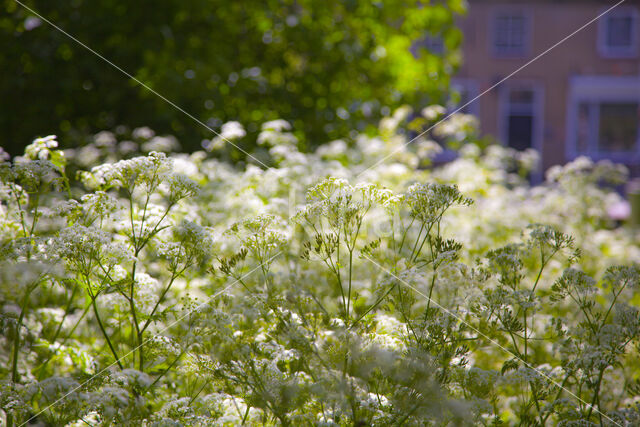 Cow Parsley (Anthriscus sylvestris)