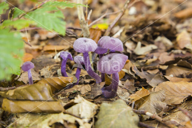 Amethyst Deceiver (Laccaria amethystina)