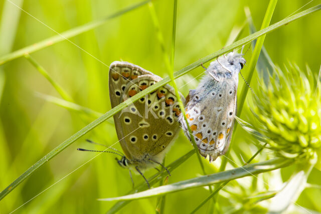 Common Blue (Polyommatus icarus)