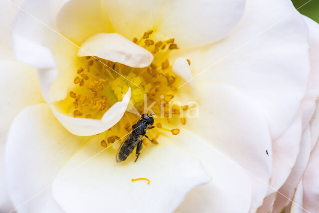 White-faced Bee (Hylaeus communis)