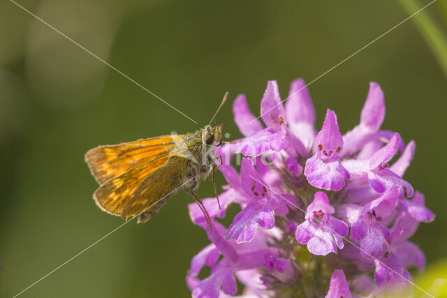 Groot dikkopje (Ochlodes faunus)