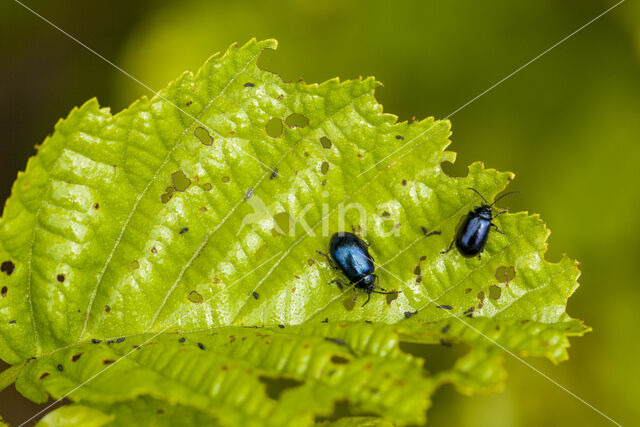 alder leaf beetle (Agelastica alni)