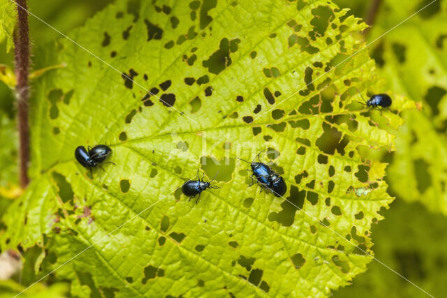 alder leaf beetle (Agelastica alni)