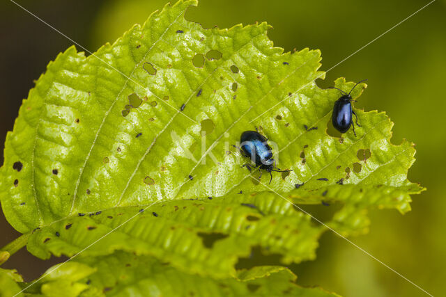 alder leaf beetle (Agelastica alni)