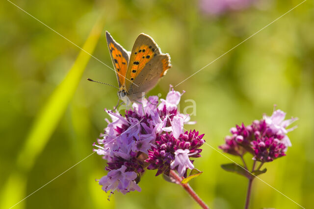 Kleine vuurvlinder (Lycaena phlaeas)