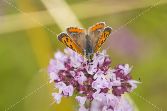 Kleine vuurvlinder (Lycaena phlaeas)