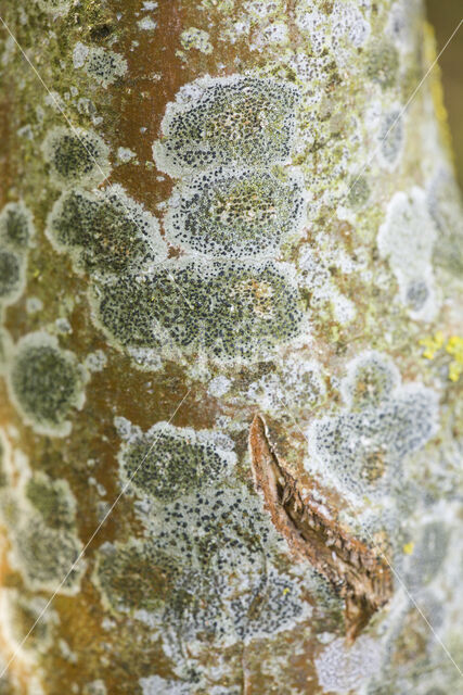 Lichen