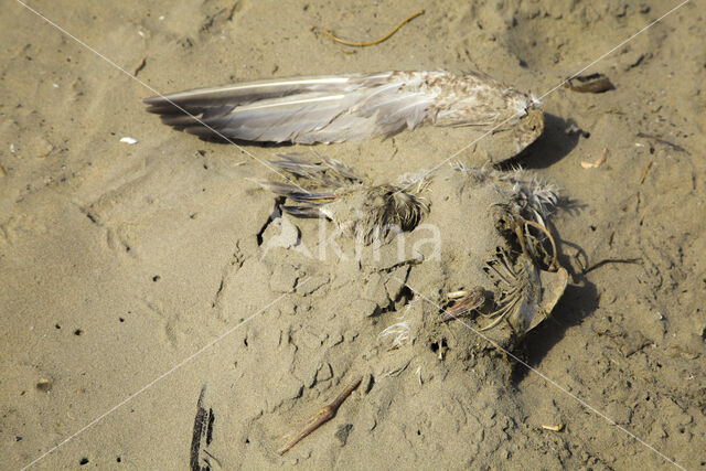 gull (Larus spec.)