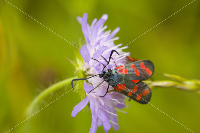 Auspicious Burnet Moth (Zygaena fausta)