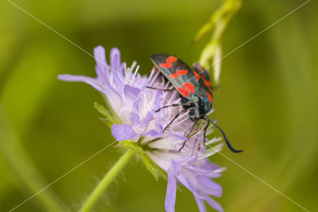 Auspicious Burnet Moth (Zygaena fausta)