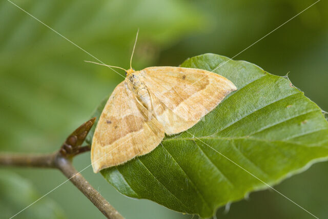 Oak Hook-tip (Watsonalla binaria)