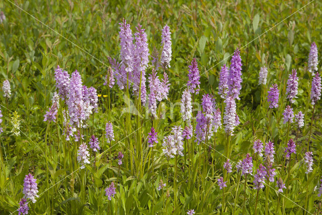 Gevlekte orchis (Dactylorhiza maculata)