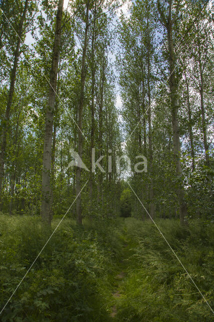 Lombardy Poplar (Populus nigra cv. 'Italica')