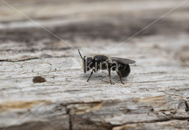 Daisy carpenter bee (Heriades truncorum)