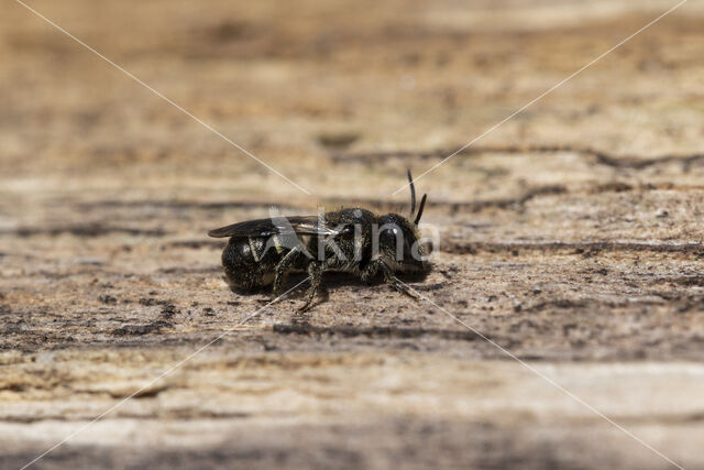 Daisy carpenter bee (Heriades truncorum)