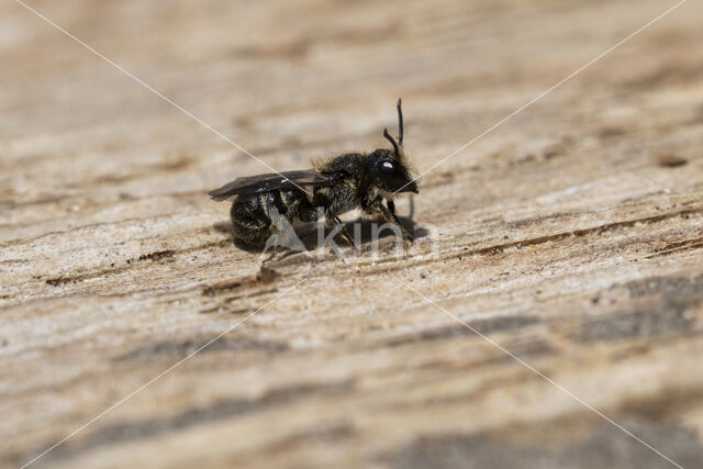 Daisy carpenter bee (Heriades truncorum)