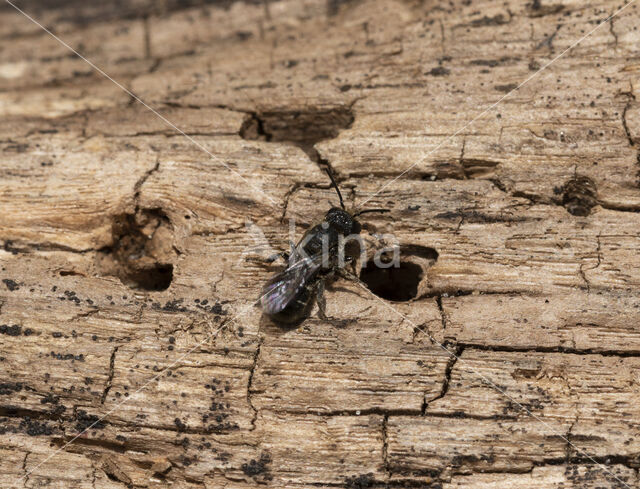 Daisy carpenter bee (Heriades truncorum)