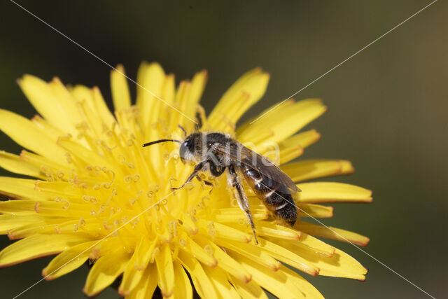 Andrena ventralis