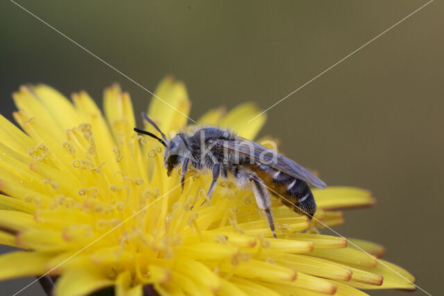 Roodbuikje (Andrena ventralis)