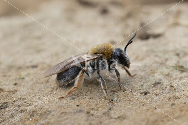 Roodgatje (Andrena haemorrhoa)