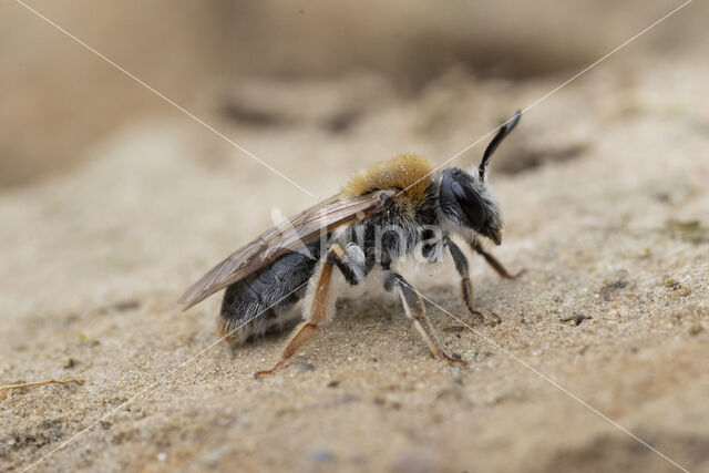 Roodgatje (Andrena haemorrhoa)