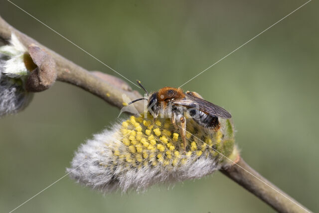 Roodgatje (Andrena haemorrhoa)