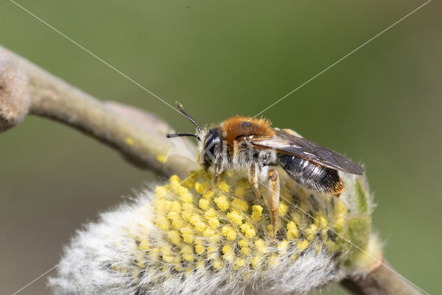 Roodgatje (Andrena haemorrhoa)