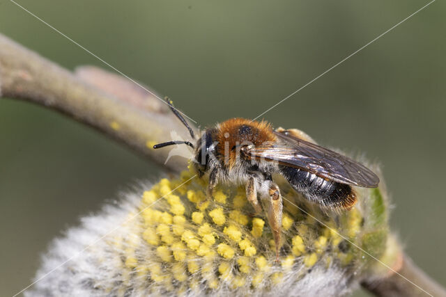 Roodgatje (Andrena haemorrhoa)