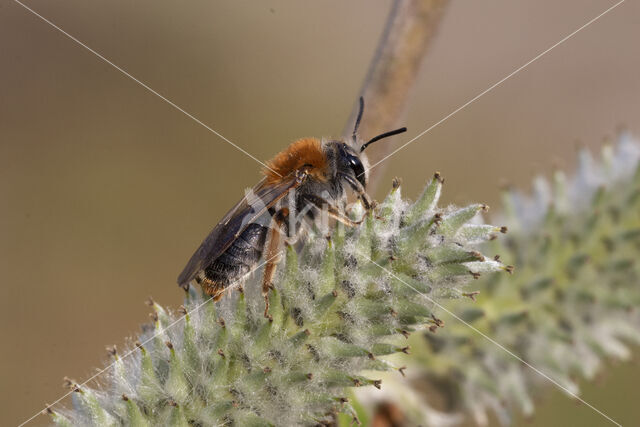 Early Mining Bee (Andrena haemorrhoa)