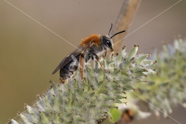Roodgatje (Andrena haemorrhoa)