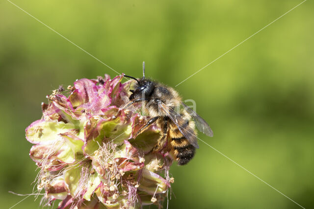 Rosse metselbij (Osmia bicornis)