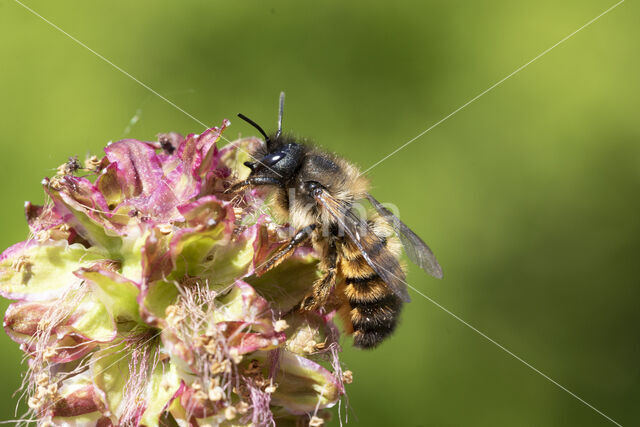 Osmia bicornis