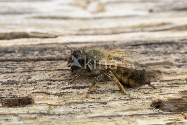 Osmia bicornis