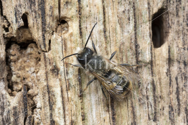 Rosse metselbij (Osmia bicornis)