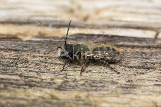 Rosse metselbij (Osmia bicornis)