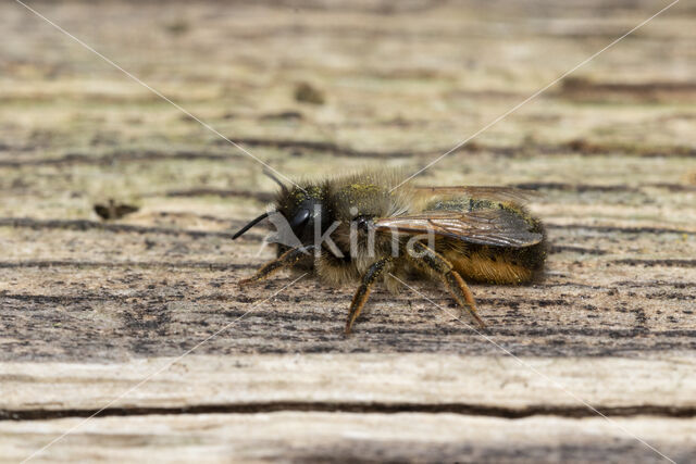 Rosse metselbij (Osmia bicornis)