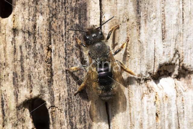 Rosse metselbij (Osmia bicornis)