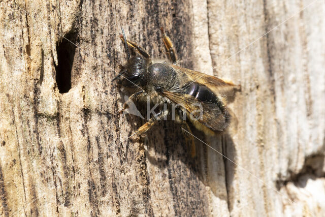 Rosse metselbij (Osmia bicornis)