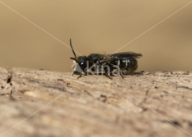 Daisy carpenter bee (Heriades truncorum)