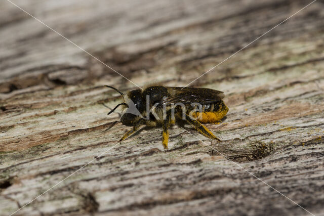 Leafcutter bee (Megachile centuncularis)