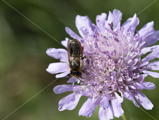 Tuinbladsnijder (Megachile centuncularis)