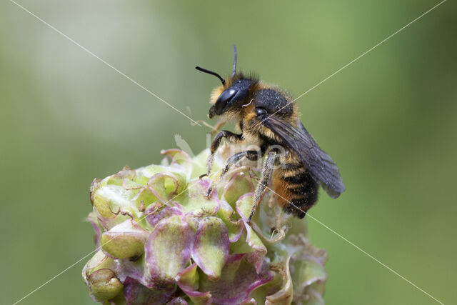 Tuinbladsnijder (Megachile centuncularis)