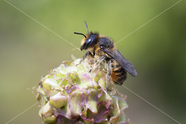 Tuinbladsnijder (Megachile centuncularis)