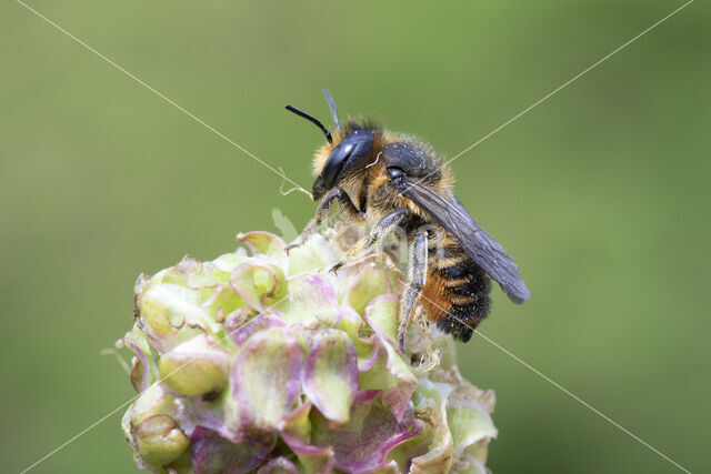 Tuinbladsnijder (Megachile centuncularis)