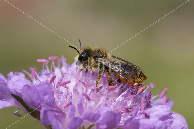 Leafcutter bee (Megachile centuncularis)