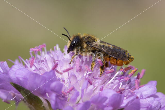 Leafcutter bee (Megachile centuncularis)