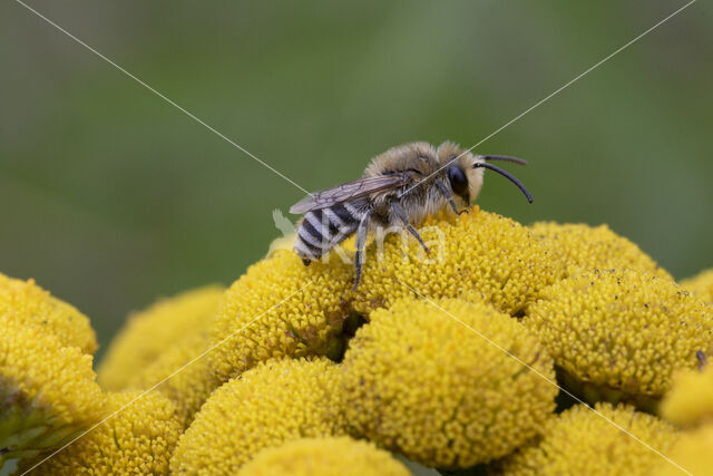 Wormkruidbij (Colletes daviesanus)